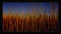 Yellow Grass