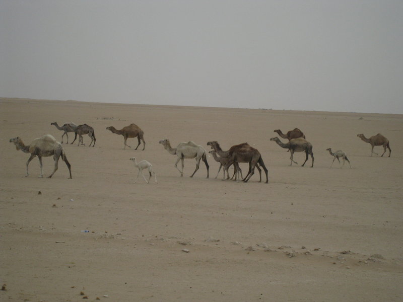 Camels in Kuwait.jpg