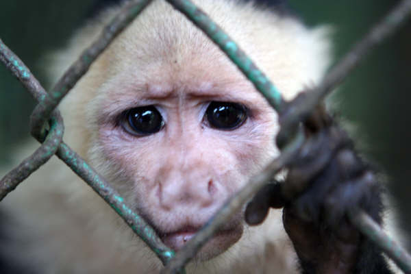 Monkey.jpg