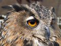 Eagle Eye.jpg