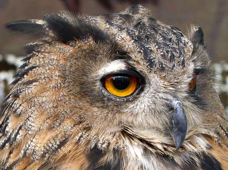 Eagle Eye.jpg