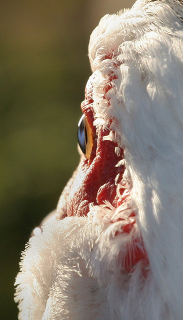 On The Lookout.jpg