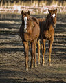 Horse.jpg