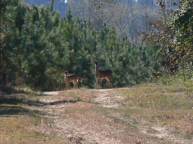 doe and fawnjpg