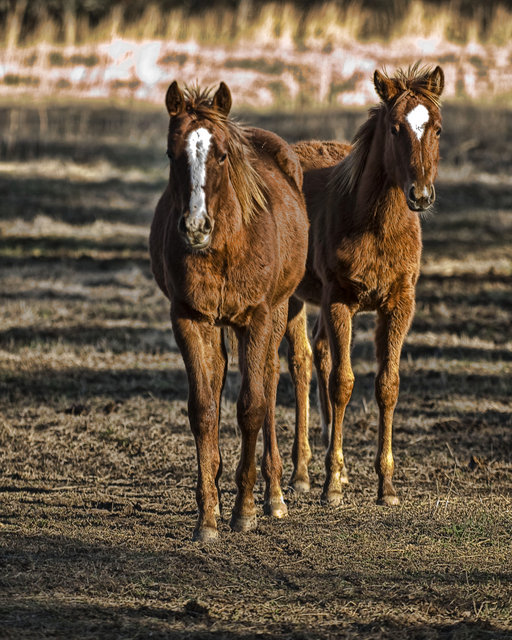 Horse.jpg