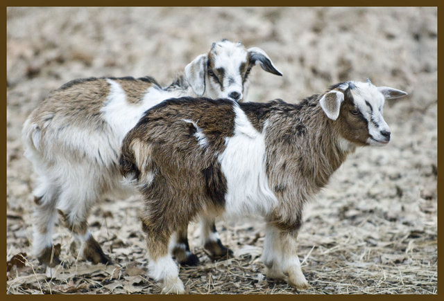Goats.JPG