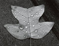 Teardops on a Leaf
