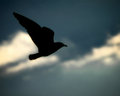 Dreams of Flight