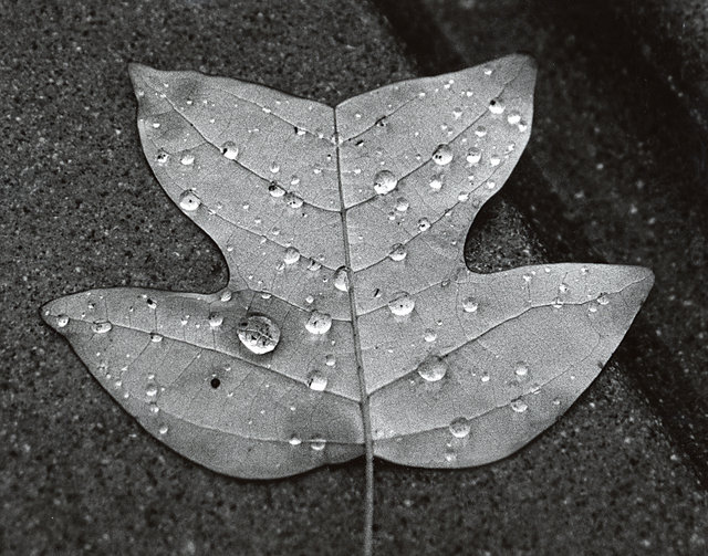 Teardops on a Leaf