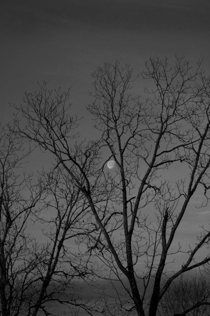 Morning Moon