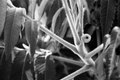 B&W film