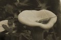 Mushroom overlay