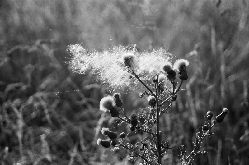 B&W film 2