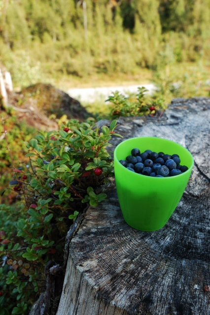 Blueberries for dessert