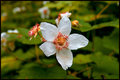 Red-Cap-Flower