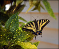 Yellow Butterfly