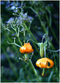 Orange bells