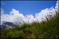 Alpine Trail