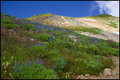 High Mountain Wild Flowers