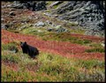Black Bear