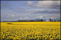 Skagit Valley Daffodils
