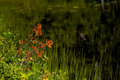 Ashland-shadows-2