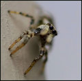 Jumper