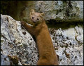 Marten