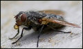 Fly1