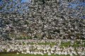Snow Geese 1