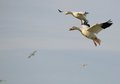 Snow Geese 2