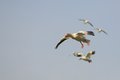Snow Geese 3