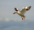 Snow Geese 4