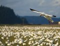 Snow Geese 5