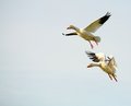 Snow Geese 6