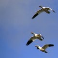 Snow Geese 7