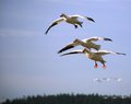 Snow Geese 8