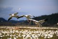 Snow Geese 9
