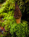 Morchella elata
