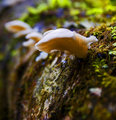 Pleurotus porrigens