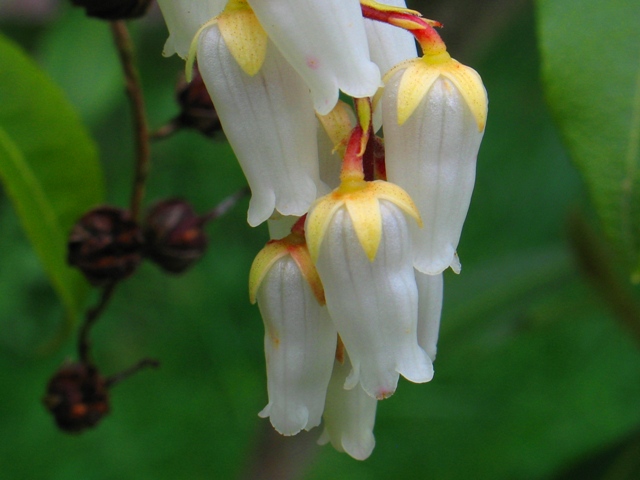 Bells