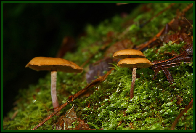 Shrooms-test