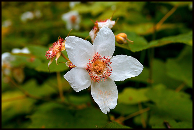 Red-Cap-Flower