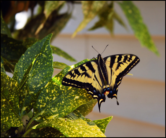 Yellow Butterfly