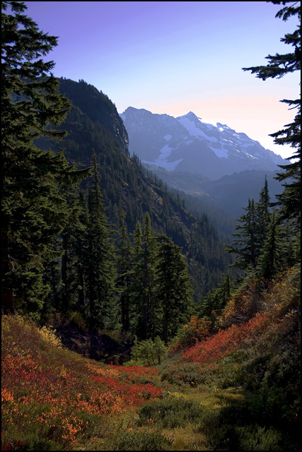 Vista
