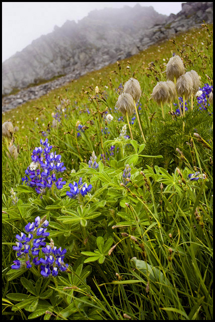 Lupines and Hippy Flowers