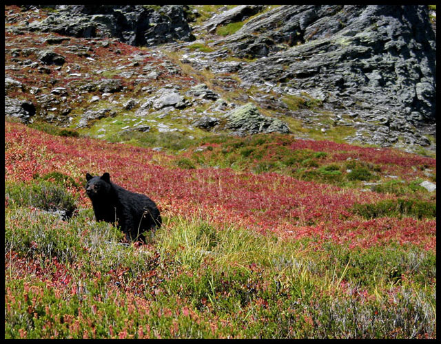Black Bear