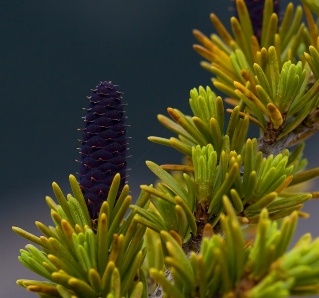 Pine-cone