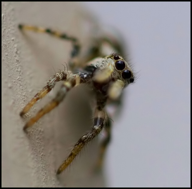 Jumper