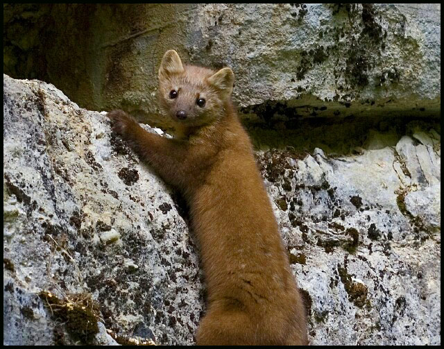 Marten